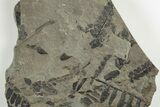 4.8" Pennsylvanian Fossil Fern (Neuropteris) Plate - Kentucky - #201637-1